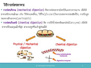 วิธีการย่อยอาหาร
Physical / Mechanical
digestion
Chemical digestion
• การย่อยเชิงกล (mechanical digestion) คือการย่อยอาหารโดยใช้แรงทางกายภาพ เพื่อให้
อาหารมีขนาดเล็กลง เช่น ใช้ฟันบดเคียว, ใช้กึ๋น(gizzard)ในการบดอาหารของสัตว์ปีก, การบีบรูด
ของทางเดินอาหาร(peristalsis)
• การย่อยเชิงเคมี (chemical digestion) คือ การใช้นาย่อยหรือเอนไซม์(enzyme) เพื่อให้
อาหารมีโมเลกุลเล็กที่สุด สามารถดูดซึมเข้าสู่เซลล์ได้
BY THANYAMON CHATURAVITKUL 4
 