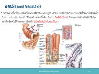 ลาไส้เล็ก(small intestine)
• มีการเพิ่มพืนที่ผิวภายในเพื่อเพิ่มประสิทธิภาพการดูดซึมอาหาร โดยมีการพับทบของผนังชันในของลาไส้เล็ก
เรียกว่า circular folds มีโครงสร้างคล้ายนิวมือ เรียกว่า วิลลัส(villus) ซึ่งแต่ละเซลล์ของวิลลัสก็มีส่วน
ของเยื่อหุ้มเซลล์ยื่นออกมา เรียกว่า ไมโครวิลลัส(microvillus)
BY THANYAMON CHATURAVITKUL 40
 