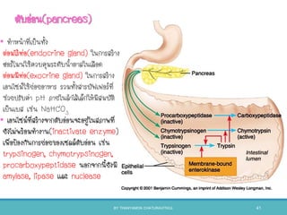 ตับอ่อน(pancreas)
• ทาหน้าที่เป็นทัง
ต่อมไร้ท่อ(endocrine gland) ในการสร้าง
ฮอร์โมนใช้ควบคุมระดับนาตาลในเลือด
ต่อมมีท่อ(exocrine gland) ในการสร้าง
เอนไซม์ใช้ย่อยอาหาร รวมทังสารบัฟเฟอร์ที่
ช่วยปรับค่า pH ภายในลาไส้เล็กให้มีสมบัติ
เป็นเบส เช่น NaHCO3
• เอนไซม์ที่สร้างจากตับอ่อนจะอยู่ในสภาพที่
ยังไม่พร้อมทางาน(inactivate enzyme)
เพื่อป้องกันการย่อยของเซลล์ตับอ่อน เช่น
trypsinogen, chymotrypsinogen,
procarboxypeptidase นอกจากนียังมี
amylase, lipase และ nuclease
BY THANYAMON CHATURAVITKUL 41
 
