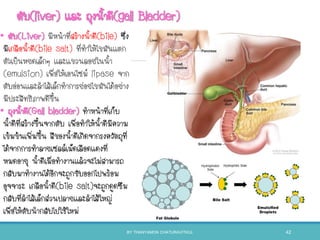 ตับ(liver) และ ถุงนาดี(gall Bladder)
• ตับ(Liver) มีหน้าที่สร้างนาดี(bile) ซึ่ง
มีเกลือนาดี(bile salt) ที่ทาให้ไขมันแตก
ตัวเป็นหยดเล็กๆ และแขวนลอยในนา
(emulsion) เพื่อให้เอนไซม์ lipase จาก
ตับอ่อนและลาไส้เล็กทาการย่อยไขมันได้อย่าง
มีประสิทธิภาพดีขึน
• ถุงนาดี(Gall bladder) ทาหน้าที่เก็บ
นาดีที่สร้างขึนจากตับ เพื่อทาให้นาดีมีความ
เข้มข้นเพิ่มขึน สีของนาดีเกิดจากรงควัตถุที่
ได้จากการทาลายเซลล์เม็ดเลือดแดงที่
หมดอายุ นาดีเมื่อทางานแล้วจะไม่สามารถ
กลับมาทางานได้อีกจะถูกขับออกไปพร้อม
อุจจาระ เกลือนาดี(bile salt)จะถูกดูดซึม
กลับที่ลาไส้เล็กส่วนปลายและลาไส้ใหญ่
เพื่อให้ตับนากลับไปใช้ใหม่
BY THANYAMON CHATURAVITKUL 42
 