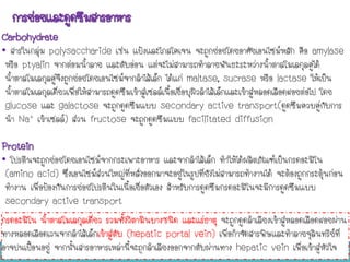 การย่อยและดูดซึมสารอาหาร
Carbohydrate
• สารในกลุ่ม polysaccharide เช่น แป้งและไกลโคเจน จะถูกย่อยโดยอาศัยเอนไซม์หลัก คือ amylase
หรือ ptyalin จากต่อมนาลาย และตับอ่อน แต่จะไม่สามารถทาลายพันธะระหว่างนาตาลโมเลกุลคู่ได้
นาตาลโมเลกุลคู่จึงถูกย่อยโดยเอนไซม์จากลาไส้เล็ก ได้แก่ maltase, sucrase หรือ lactase ให้เป็น
นาตาลโมเลกุลเดี่ยวเพื่อให้สามารถดูดซึมเข้าสู่เซลล์เนือเยื่อบุผิวลาไส้เล็กและเข้าสู่หลอดเลือดฝอยต่อไป โดย
glucose และ galactose จะถูกดูดซึมแบบ secondary active transport(ดูดซึมควบคู่กับการ
นา Na+ เข้าเซลล์) ส่วน fructose จะถูกดูดซึมแบบ facilitated diffusion
Protein
• โปรตีนจะถูกย่อยโดยเอนไซม์จากกระเพาะอาหาร และจากลาไส้เล็ก ทาให้ได้ผลิตภัณฑ์เป็นกรดอะมิโน
(amino acid) ซึ่งเอนไซม์ส่วนใหญ่ที่หลั่งออกมาจะอยู่ในรูปที่ยังไม่สามารถทางานได้ จะต้องถูกกระตุ้นก่อน
ทางาน เพื่อป้องกันการย่อยโปรตีนในเนือเยื่อตัวเอง สาหรับการดูดซึมกรดอะมิโนจะมีการดูดซึมแบบ
secondary active transport
กรดอะมิโน นาตาลโมเลกุลเดี่ยว รวมทังวิตามินบางชนิด และแร่ธาตุ จะถูกดูดลาเลียงเข้าสู่หลอดเลือดฝอยผ่าน
ทางหลอดเลือดเวนจากลาไส้เล็กเข้าสู่ตับ (hepatic portal vein) เพื่อกาจัดสารพิษและทาลายจุลินทรีย์ที่
อาจปนเปื้อนอยู่ จากนันสารอาหารเหล่านีจะถูกลาเลียงออกจากตับผ่านทาง hepatic vein เพื่อเข้าสู่หัวใจ
BY THANYAMON CHATURAVITKUL 45
 