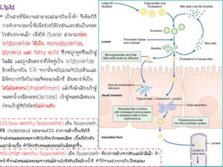 Lipid
• เป็นสารที่มีความสามารถละลายในนาต่า จึงต้องใช้
การทางานของนาดีเพื่อช่วยให้ไขมันแตกตัวเป็นหยด
ไขมันขนาดเล็ก เพื่อให้ lipase สามารถย่อย
triglyceride ได้เป็น monoglyceride,
glycerol และ fatty acid ซึ่งจะถูกดูดซึมเข้าสู่
วิลลัส และถูกสังเคราะห์ให้อยู่เป็น triglyceride
อีกครังภายใน ER จากนันจะไปรวมกับโปรตีนและ
ลิพิดบางชนิดในกอลจิคอมเพล็กซ์ สังเคราะห์เป็น
ไคโลไมครอน(chylomicron) แล้วจึงลาเลียงเข้าสู่
หลอดนาเหลืองฝอย(lacteal) เข้าสู่หลอดเลือดเวน
ก่อนเข้าสู่หัวใจโดยไม่ผ่านตับ
LDL(low-density lipoproteins) เป็น lipoprotein
ที่มี cholesterol ประมาณ45% ร่างกายสร้างขึนเพื่อใช้
ขนส่งคอเลสเตอรอลจากตับไปยังผนังหลอดเลือด เนือเยื่อไขมัน
และกล้ามเนือ ทาให้ระดับคอเลสเตอรอลในเลือดสูงขึน
HDL(High-density lipoproteins) เป็น lipoprotein ที่ร่างกายสร้างจากตับและลาไส้เล็ก ทา
หน้าที่ขนส่งคอเลสเตอรอลจากเซลล์ต่างๆไปยังตับเพื่อสร้างนาดี ทาให้คอเลสเตอรอลในเลือดลดลง
BY THANYAMON CHATURAVITKUL 47
 
