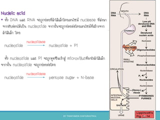 Nucleic acid
• ทัง DNA และ RNA จะถูกย่อยที่ลาไส้เล็กโดยเอนไซม์ nuclease ที่ส่งมา
จากตับอ่อนได้เป็น nucleotide จากนันจะถูกย่อยต่อโดยเอนไซม์ที่สร้างจาก
ลาไส้เล็ก โดย
nucleotide nucleoside + Pi
ทัง nucleoside และ Pi จะถูกดูดซึมเข้าสู่ microvillusที่ผนังลาไส้เล็ก
จากนัน nucleoside จะถูกย่อยต่อโดย
nucleoside pentose sugar + N-base
nucleosidase
nucleotidase
BY THANYAMON CHATURAVITKUL 48
 