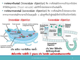 Intracellular digestion Extracellular digestion
สัตว์บางชนิด พบได้ทัง 2 รูปแบบ เช่น ไนดาเรีย และหนอนตัวแบนบางชนิด
เช่น อะมีบา พารามีเซียม ฟองนา เช่น ไฮดรา ไส้เดือนดิน
สัตว์มีกระดูกสันหลัง
• การย่อยภายในเซลล์ (intracellular digestion) คือ การที่เซลล์นาอาหารเข้าไปภายในโดย
ทาให้เกิดถุงอาหาร (Food vacuole) แล้วใช้นาย่อยย่อยอาหารในเซลล์นัน
• การย่อยภายนอกเซลล์ (extracellular digestion) คือ การที่เซลล์ขับนาย่อยออกมาย่อย
อาหารภายนอกเซลล์จนกลายเป็นโมเลกุลเล็ก ๆ แล้วดูดซึมเข้าสู่เซลล์เพื่อนาไปใช้ประโยชน์ต่อไป
BY THANYAMON CHATURAVITKUL 5
 