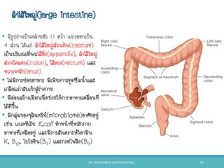 ลาไส้ใหญ่(large intestine)
• มีรูปร่างเป็นคล้ายตัว U คว่า แบ่งออกเป็น
4 ส่วน ได้แก่ ลาไส้ใหญ่ส่วนต้น(caecum)
เป็นบริเวณที่พบไส้ติ่ง(appendix), ลาไส้ใหญ่
ส่วนโคลอน(colon), ไส้ตรง(rectum) และ
ทวารหนัก(anus)
• ไม่มีการย่อยอาหาร มีเพียงการดูดซึมนาและ
เกลือแร่กลับเข้าสู่ร่างกาย
• มีต่อมสร้างเมือกเพื่อช่วยให้กากอาหารเคลื่อนที่
ได้ดีขึน
• มีกลุ่มของจุลินทรีย์(microbiome)อาศัยอยู่
เช่น แบคทีเรีย E.coli ทาหน้าที่หมักกาก
อาหารที่เหลืออยู่ และมีการสังเคราะห์วิตามิน
K, B12, ไบโอติน(B7) และกรดโฟลิก(B9)
BY THANYAMON CHATURAVITKUL 51
 
