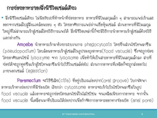 การย่อยอาหารของสิ่งมีชีวิตเซลล์เดียว
• สิ่งมีชีวิตเซลล์เดียว ไม่มีอวัยวะที่ทาหน้าที่ย่อยอาหาร อาหารที่มีโมเลกุลเล็ก ๆ สามารถแพร่เข้าและ
ออกจากเซลล์ไปสู่สิ่งแวดล้อมรอบ ๆ ตัว โดยอาศัยการแพร่ผ่านเยื่อหุ้มเซลล์ ส่วนอาหารที่มีโมเลกุล
ใหญ่ที่ไม่สามารถเข้าสู่เซลล์โดยวิธีการแพร่ได้ สิ่งมีชีวิตเหล่านีก็จะมีวิธีการนาอาหารเข้าสู่เซลล์ด้วยวิธี
แตกต่างกัน
Amoeba นาอาหารเข้ามาด้วยกระบวนการ phagocytosis โดยยื่นส่วนไซโทพลาซึม
(pseudopodium) โอบล้อมอาหารเข้าสู่เซลล์ในรูปของถุงอาหาร(food vacuole) ซึ่งจะถูกย่อย
โดยอาศัยเอนไซม์ lysozyme จาก lysosome เพื่อทาให้เป็นสารอาหารที่มีโมเลกุลเล็กลง สารที่
ย่อยได้จะถูกดูดซึมเข้าสู่ไซโทพลาซึมนาไปใช้ในเซลล์ต่อไป ส่วนกากอาหารที่เหลือก็จะถูกส่งออกไป
ภายนอกเซลล์ (egestion)
Paramecium จะใช้ซีเลีย(cilia) ที่อยู่บริเวณร่องปาก(oral groove) โบกพัดพา
อาหารเข้าทางร่องปากที่มีช่องเปิด เรียกว่า cytostome อาหารจะเข้าไปในไซโทพลาซึมในรูป
food vacuole แล้วอาหารจะถูกย่อยโดยเอนไซม์ในไลโซโซม จนเหลือเพียงกากอาหาร จากนัน
food vacuole นีเคลื่อนมาที่บริเวณใต้ร่องปากเพื่อกาจัดกากอาหารออกทางช่องเปิด (anal pore)
BY THANYAMON CHATURAVITKUL 6
 