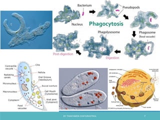 BY THANYAMON CHATURAVITKUL 7
 