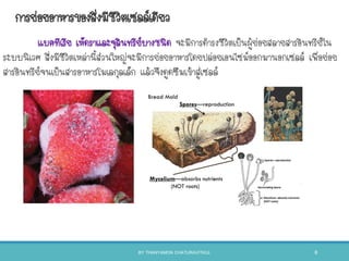 การย่อยอาหารของสิ่งมีชีวิตเซลล์เดียว
แบคทีเรีย เห็ดราและจุลินทรีย์บางชนิด จะมีการดารงชีวิตเป็นผู้ย่อยสลายสารอินทรีย์ใน
ระบบนิเวศ สิ่งมีชีวิตเหล่านีส่วนใหญ่จะมีการย่อยอาหารโดยปล่อยเอนไซม์ออกมานอกเซลล์ เพื่อย่อย
สารอินทรีย์จนเป็นสารอาหารโมเลกุลเล็ก แล้วจึงดูดซึมเข้าสู่เซลล์
BY THANYAMON CHATURAVITKUL 8
 