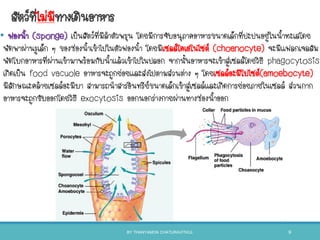 สัตว์ที่ไม่มีทางเดินอาหาร
• ฟองนา (sponge) เป็นสัตว์ที่มีลาตัวพรุน โดยมีการจับอนุภาคอาหารขนาดเล็กที่ปะปนอยู่ในนาทะเลโดย
พัดพาผ่านรูเล็ก ๆ ของช่องนาเข้าไปในตัวฟองนา โดยมีเซลล์โคเอโนไซต์ (choanocyte) จะมีแฟลกเจลลัม
พัดโบกอาหารที่ผ่านเข้ามาพร้อมกับนาแล้วเข้าไปในปลอก จากนันอาหารจะเข้าสู่เซลล์โดยวิธี phagocytosis
เกิดเป็น food vacuole อาหารจะถูกย่อยและส่งไปตามส่วนต่าง ๆ โดยเซลล์อะมีโบไซต์(amoebocyte)
มีลักษณะคล้ายเซลล์อะมีบา สามารถนาสารอินทรีย์ขนาดเล็กเข้าสู่เซลล์และเกิดการย่อยภายในเซลล์ ส่วนกาก
อาหารจะถูกขับออกโดยวิธี exocytosis ออกนอกร่างกายผ่านทางช่องนาออก
BY THANYAMON CHATURAVITKUL 9
 