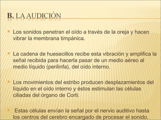 Los sonidos penetran el oído a través de la oreja y hacen vibrar la membrana timpánica.  La cadena de huesecillos recibe esta vibración y amplifica la señal recibida para hacerla pasar de un medio aéreo al medio líquido (perilinfa), del oído interno.  Los movimientos del estribo producen desplazamientos del líquido en el oído interno y éstos estimulan las células ciliadas del órgano de Corti. Estas células envían la señal por el nervio auditivo hasta los centros del cerebro encargado de procesar el sonido. 