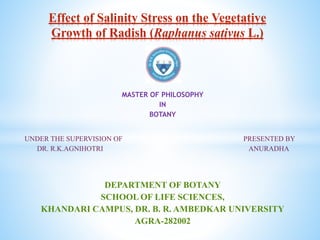 MASTER OF PHILOSOPHY
IN
BOTANY
UNDER THE SUPERVISION OF PRESENTED BY
DR. R.K.AGNIHOTRI ANURADHA
DEPARTMENT OF BOTANY
SCHOOL OF LIFE SCIENCES,
KHANDARI CAMPUS, DR. B. R. AMBEDKAR UNIVERSITY
AGRA-282002
Effect of Salinity Stress on the Vegetative
Growth of Radish (Raphanus sativus L.)
 