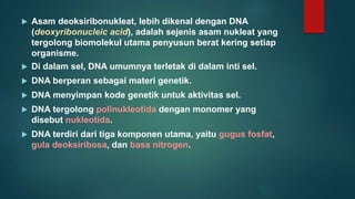 Dna Umumnya Terdapat Dalam Inti Sel  DNA Informasi