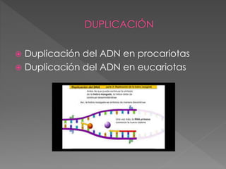  Duplicación del ADN en procariotas 
 Duplicación del ADN en eucariotas 
 