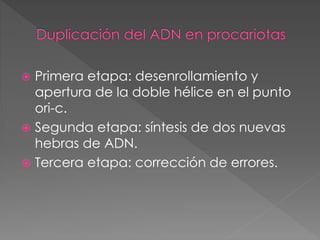  Primera etapa: desenrollamiento y 
apertura de la doble hélice en el punto 
ori-c. 
 Segunda etapa: síntesis de dos nuevas 
hebras de ADN. 
 Tercera etapa: corrección de errores. 
 