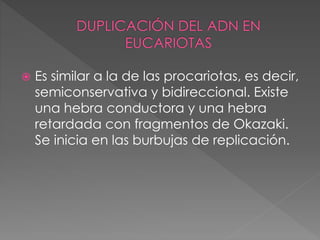  Es similar a la de las procariotas, es decir, 
semiconservativa y bidireccional. Existe 
una hebra conductora y una hebra 
retardada con fragmentos de Okazaki. 
Se inicia en las burbujas de replicación. 
 