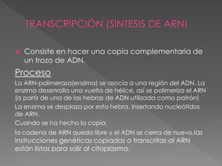  Consiste en hacer una copia complementaria de 
un trozo de ADN. 
Proceso 
La ARN-polimerasa(enzima) se asocia a una región del ADN. La 
enzima desenrolla una vuelta de hélice, así se polimeriza el ARN 
(a partir de una de las hebras de ADN utilizada como patrón) 
La enzima se desplaza por esta hebra, insertando nucleótidos 
de ARN. 
Cuando se ha hecho la copia, 
la cadena de ARN queda libre y el ADN se cierra de nuevo,las 
instrucciones genéticas copiadas o transcritas al ARN 
están listas para salir al citoplasma. 
 