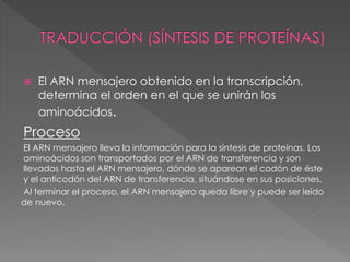  El ARN mensajero obtenido en la transcripción, 
determina el orden en el que se unirán los 
aminoácidos. 
Proceso 
El ARN mensajero lleva la información para la síntesis de proteínas. Los 
aminoácidos son transportados por el ARN de transferencia y son 
llevados hasta el ARN mensajero, dónde se aparean el codón de éste 
y el anticodón del ARN de transferencia, situándose en sus posiciones. 
Al terminar el proceso, el ARN mensajero queda libre y puede ser leído 
de nuevo. 
 