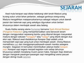 Awal mula kerapan sapi dilatar belakangi oleh tanah Madura yang
kurang subur untuk lahan pertanian, sebagai gantinya orang-orang
Madura mengalihkan matapencahariannya sebagai nelayan untuk daerah
pesisir dan beternak sapi yang sekaligus digunakan untuk bertani
khususnya dalam membajak sawah atau ladang.
  Suatu Ketika serang ulama Sumenep bernama Syeh Ahmad Baidawi
(Pangeran Katandur) yang memperkenoalkan cara bercocok tanam
dengan menggunakan sepasang bambu yang dikenal dengan masyarakat
madura dengan sebutan "nanggala" atau "salaga" yang ditarik dengan dua
ekor sapi. Maksud awal diadakannya Karapan Sapi adalah untuk
memperoleh sapi-sapi yang kuat untuk membajak sawah. Orang Madura
memelihara sapi dan menggarapnyadisawah-sawah mereka sesegera
mungkin. Gagasan ini kemudian menimbulkan adanya tradisi karapan
sapi. Karapan sapi segera menjadi kegiatan rutin setiap tahunnya
khususnya setelah menjelang musim panen habis. Karapan Sapi didahului
dengan mengarak pasangan-pasangan sapi mengelilingi arena pacuan
dengan diiringi musik saronen
 
