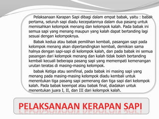 Pelaksanaan Karapan Sapi dibagi dalam empat babak, yaitu : babak
pertama, seluruh sapi diadu kecepatannya dalam dua pasang untuk
memisahkan kelompok menang dan kelompok kalah. Pada babak ini
semua sapi yang menang maupun yang kalah dapat bertanding lagi
sesuai dengan kelompoknya.
   Babak kedua atau babak pemilihan kembali, pasangan sapi pada
kelompok menang akan dipertandingkan kembali, demikian sama
halnya dengan sapi-sapi di kelompok kalah, dan pada babak ini semua
pasangan dari kelompok menang dan kalah tidak boleh bertanding
kembali kecuali beberapa pasang sapi yang memempati kemenangan
urutan teratas di masing-masing kelompok.
   babak Ketiga atau semifinal, pada babak ini masing sapi yang
menang pada masing-masing kelompok diadu kembali untuk
menentukan tiga pasang sapi pemenang dan tiga sapi dari kelompok
kalah. Pada babak keempat atau babak final, diadakan untuk
menentukan juara I, II, dan III dari kelompok kalah.
 