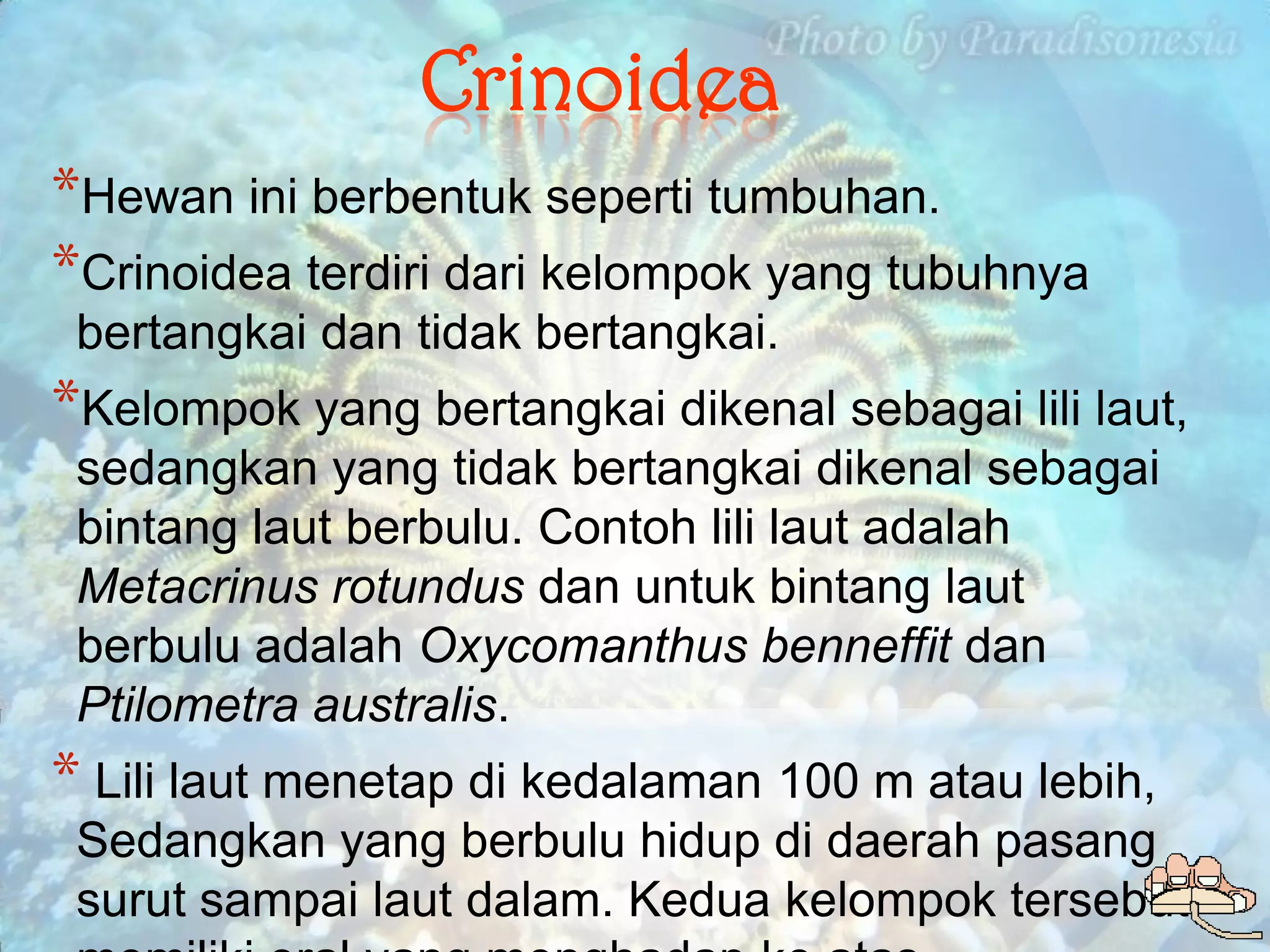 Crinoidea
*Hewan ini berbentuk seperti tumbuhan.
*Crinoidea terdiri dari kelompok yang tubuhnya
 bertangkai dan tidak bertangkai.
*Kelompok yang bertangkai dikenal sebagai lili laut,
 sedangkan yang tidak bertangkai dikenal sebagai
 bintang laut berbulu. Contoh lili laut adalah
 Metacrinus rotundus dan untuk bintang laut
 berbulu adalah Oxycomanthus benneffit dan
 Ptilometra australis.
* Lili laut menetap di kedalaman 100 m atau lebih,
 Sedangkan yang berbulu hidup di daerah pasang
 surut sampai laut dalam. Kedua kelompok tersebut
 
