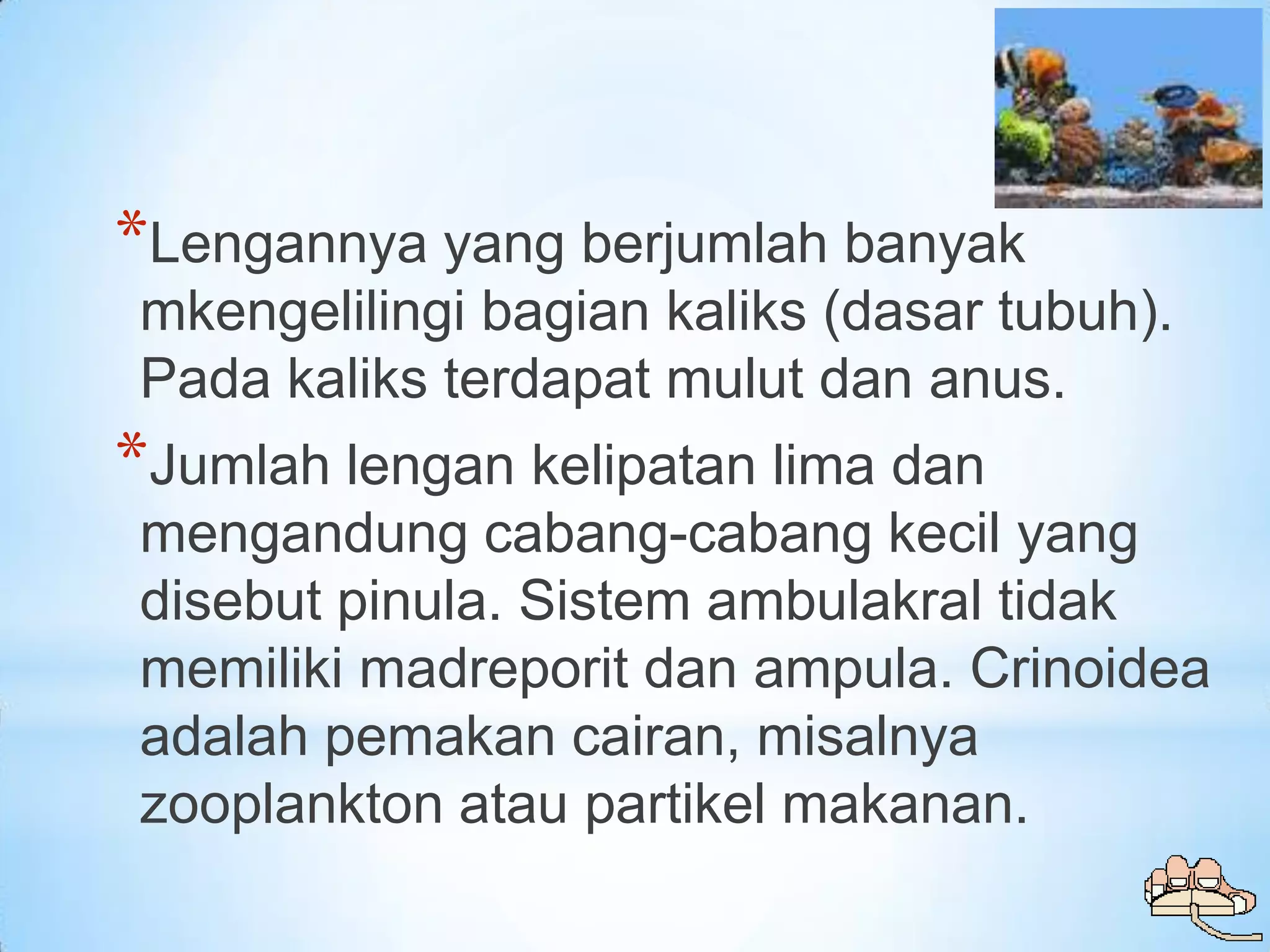 *Lengannya yang berjumlah banyak
mkengelilingi bagian kaliks (dasar tubuh).
Pada kaliks terdapat mulut dan anus.
*Jumlah lengan kelipatan lima dan
mengandung cabang-cabang kecil yang
disebut pinula. Sistem ambulakral tidak
memiliki madreporit dan ampula. Crinoidea
adalah pemakan cairan, misalnya
zooplankton atau partikel makanan.
 