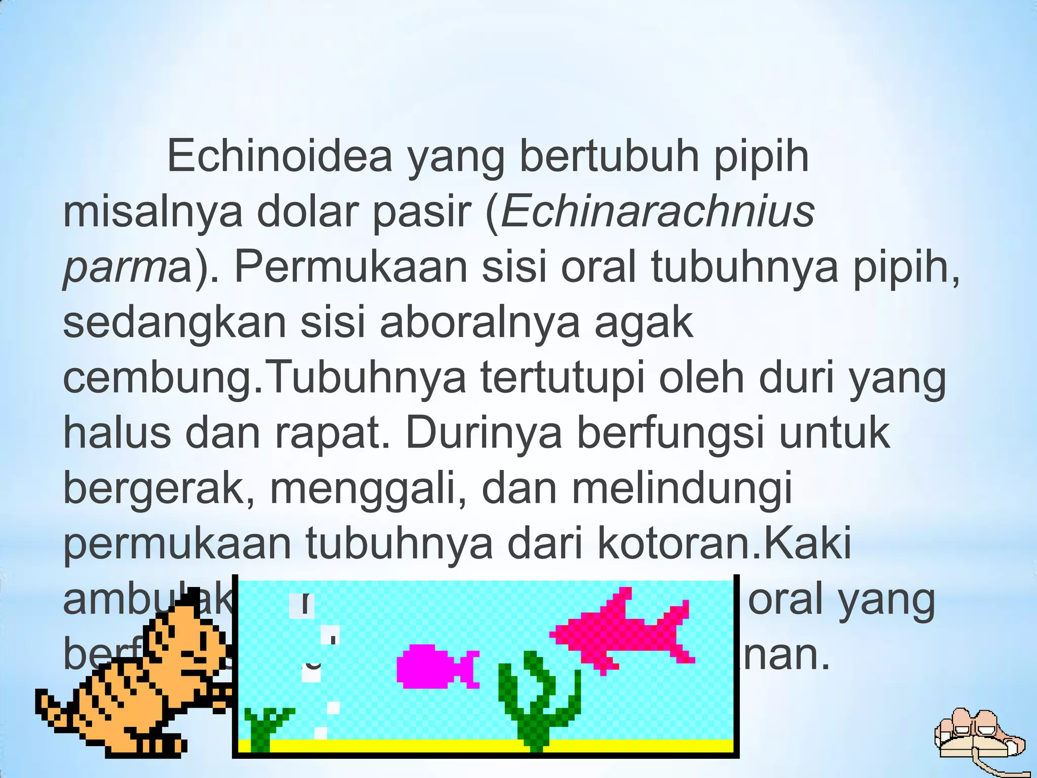 Echinoidea yang bertubuh pipih
misalnya dolar pasir (Echinarachnius
parma). Permukaan sisi oral tubuhnya pipih,
sedangkan sisi aboralnya agak
cembung.Tubuhnya tertutupi oleh duri yang
halus dan rapat. Durinya berfungsi untuk
bergerak, menggali, dan melindungi
permukaan tubuhnya dari kotoran.Kaki
ambulakral hanya terdapat di sisi oral yang
berfungsi utuk mengangkut makanan.
 