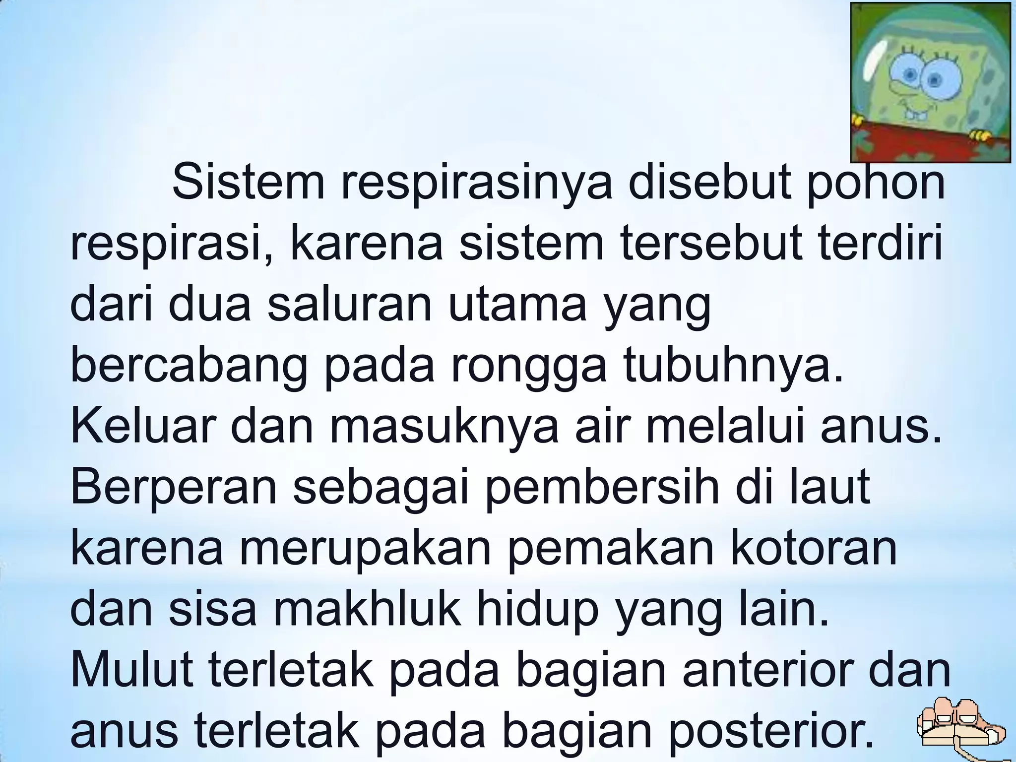 Sistem respirasinya disebut pohon
respirasi, karena sistem tersebut terdiri
dari dua saluran utama yang
bercabang pada rongga tubuhnya.
Keluar dan masuknya air melalui anus.
Berperan sebagai pembersih di laut
karena merupakan pemakan kotoran
dan sisa makhluk hidup yang lain.
Mulut terletak pada bagian anterior dan
anus terletak pada bagian posterior.
 