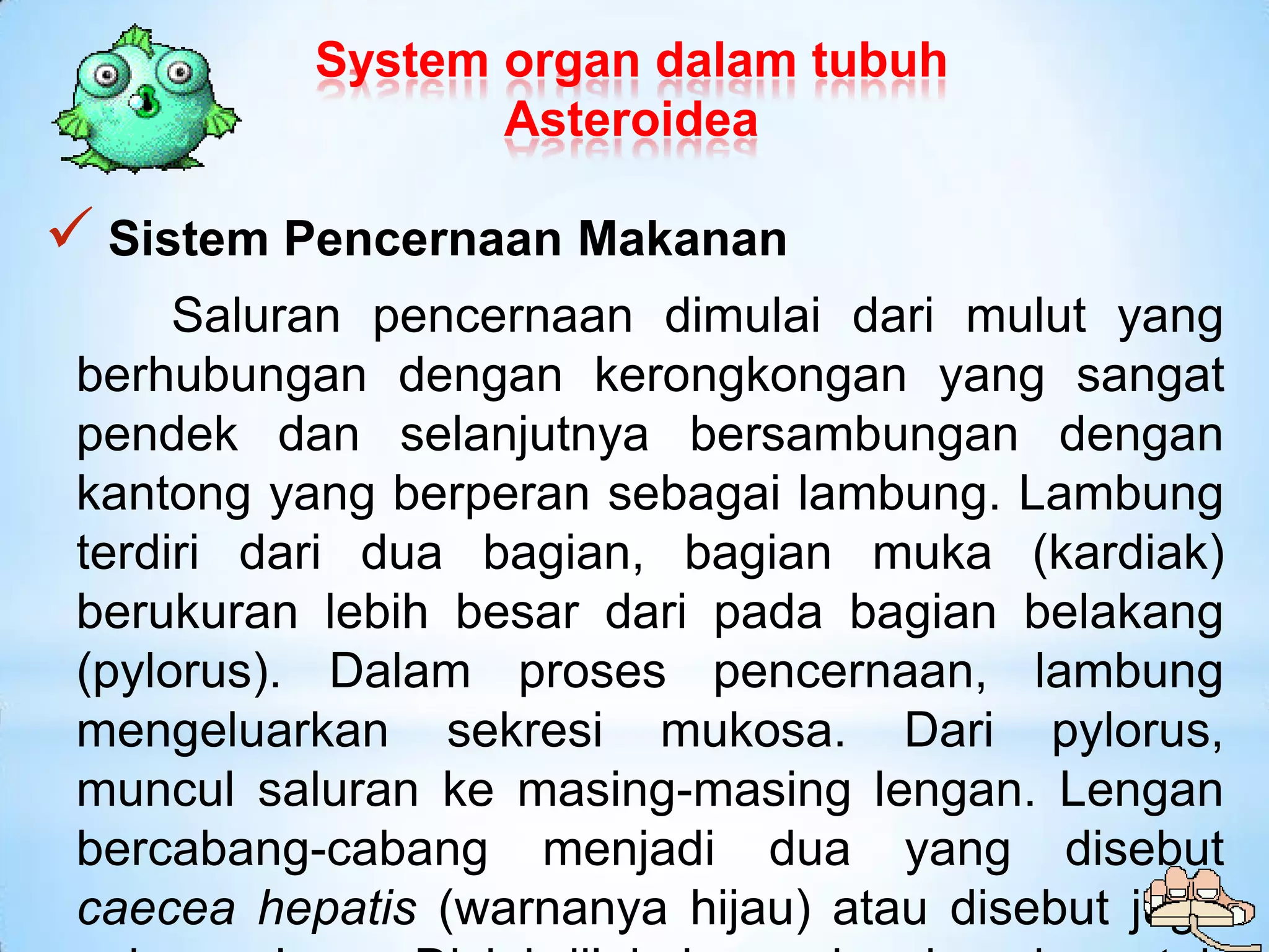 System organ dalam tubuh
                  Asteroidea

 Sistem Pencernaan Makanan
      Saluran pencernaan dimulai dari mulut yang
 berhubungan dengan kerongkongan yang sangat
 pendek dan selanjutnya bersambungan dengan
 kantong yang berperan sebagai lambung. Lambung
 terdiri dari dua bagian, bagian muka (kardiak)
 berukuran lebih besar dari pada bagian belakang
 (pylorus). Dalam proses pencernaan, lambung
 mengeluarkan sekresi mukosa. Dari pylorus,
 muncul saluran ke masing-masing lengan. Lengan
 bercabang-cabang menjadi dua yang disebut
 caecea hepatis (warnanya hijau) atau disebut juga
 