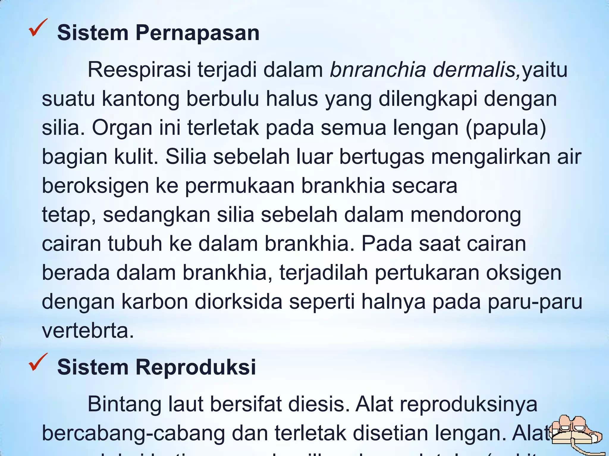  Sistem Pernapasan
       Reespirasi terjadi dalam bnranchia dermalis,yaitu
 suatu kantong berbulu halus yang dilengkapi dengan
 silia. Organ ini terletak pada semua lengan (papula)
 bagian kulit. Silia sebelah luar bertugas mengalirkan air
 beroksigen ke permukaan brankhia secara
 tetap, sedangkan silia sebelah dalam mendorong
 cairan tubuh ke dalam brankhia. Pada saat cairan
 berada dalam brankhia, terjadilah pertukaran oksigen
 dengan karbon diorksida seperti halnya pada paru-paru
 vertebrta.
 Sistem Reproduksi
     Bintang laut bersifat diesis. Alat reproduksinya
 bercabang-cabang dan terletak disetian lengan. Alat
 