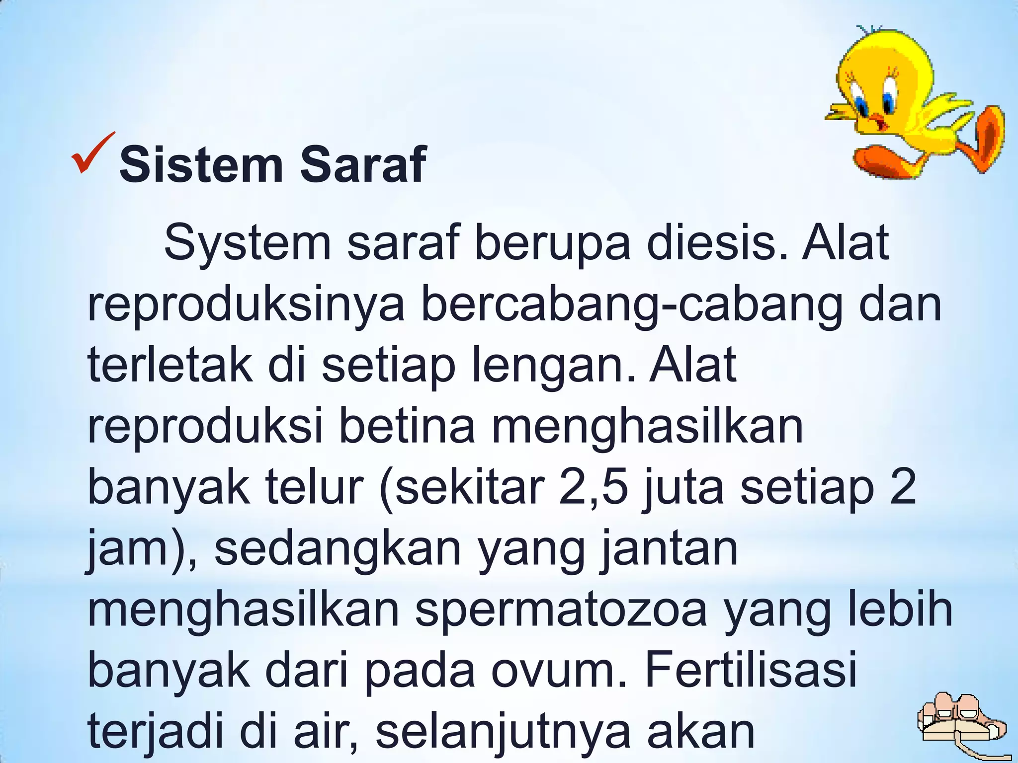 Sistem Saraf
    System saraf berupa diesis. Alat
reproduksinya bercabang-cabang dan
terletak di setiap lengan. Alat
reproduksi betina menghasilkan
banyak telur (sekitar 2,5 juta setiap 2
jam), sedangkan yang jantan
menghasilkan spermatozoa yang lebih
banyak dari pada ovum. Fertilisasi
terjadi di air, selanjutnya akan
 