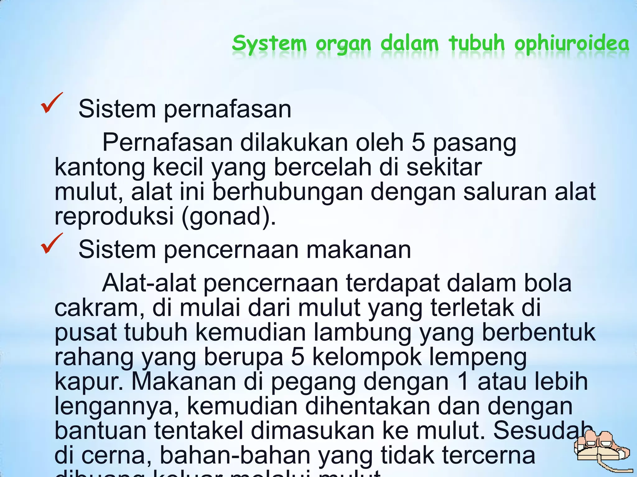 System organ dalam tubuh ophiuroidea


   Sistem pernafasan
      Pernafasan dilakukan oleh 5 pasang
 kantong kecil yang bercelah di sekitar
 mulut, alat ini berhubungan dengan saluran alat
 reproduksi (gonad).
 Sistem pencernaan makanan
      Alat-alat pencernaan terdapat dalam bola
 cakram, di mulai dari mulut yang terletak di
 pusat tubuh kemudian lambung yang berbentuk
 rahang yang berupa 5 kelompok lempeng
 kapur. Makanan di pegang dengan 1 atau lebih
 lengannya, kemudian dihentakan dan dengan
 bantuan tentakel dimasukan ke mulut. Sesudah
 di cerna, bahan-bahan yang tidak tercerna
 