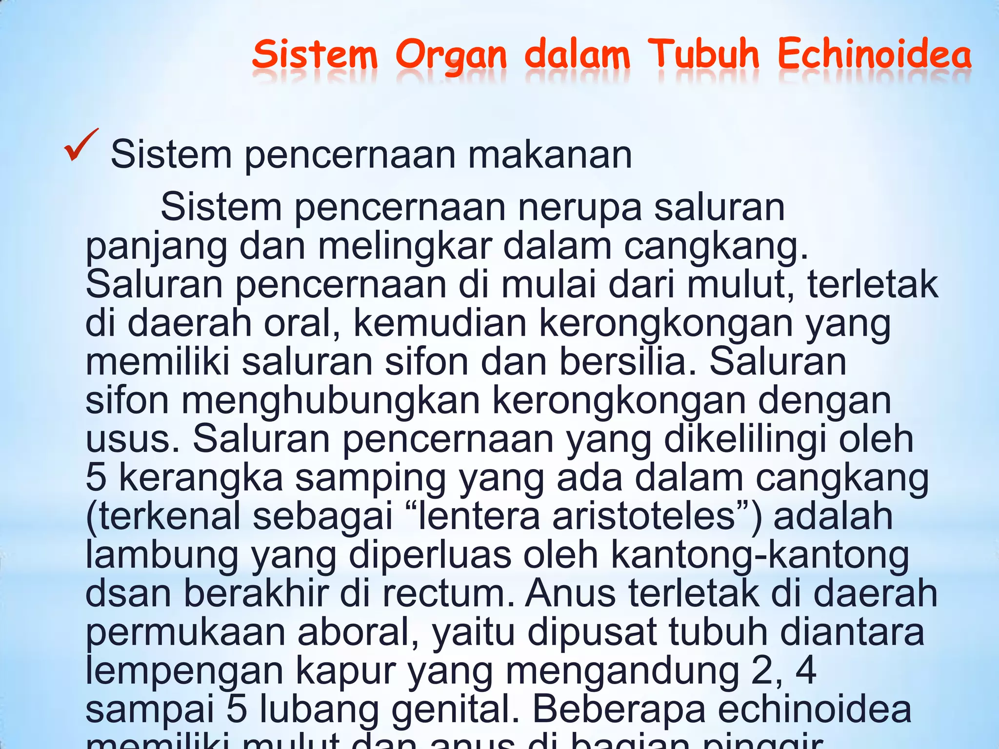 Sistem Organ dalam Tubuh Echinoidea

 Sistem pencernaan makanan
      Sistem pencernaan nerupa saluran
 panjang dan melingkar dalam cangkang.
 Saluran pencernaan di mulai dari mulut, terletak
 di daerah oral, kemudian kerongkongan yang
 memiliki saluran sifon dan bersilia. Saluran
 sifon menghubungkan kerongkongan dengan
 usus. Saluran pencernaan yang dikelilingi oleh
 5 kerangka samping yang ada dalam cangkang
 (terkenal sebagai “lentera aristoteles”) adalah
 lambung yang diperluas oleh kantong-kantong
 dsan berakhir di rectum. Anus terletak di daerah
 permukaan aboral, yaitu dipusat tubuh diantara
 lempengan kapur yang mengandung 2, 4
 sampai 5 lubang genital. Beberapa echinoidea
 