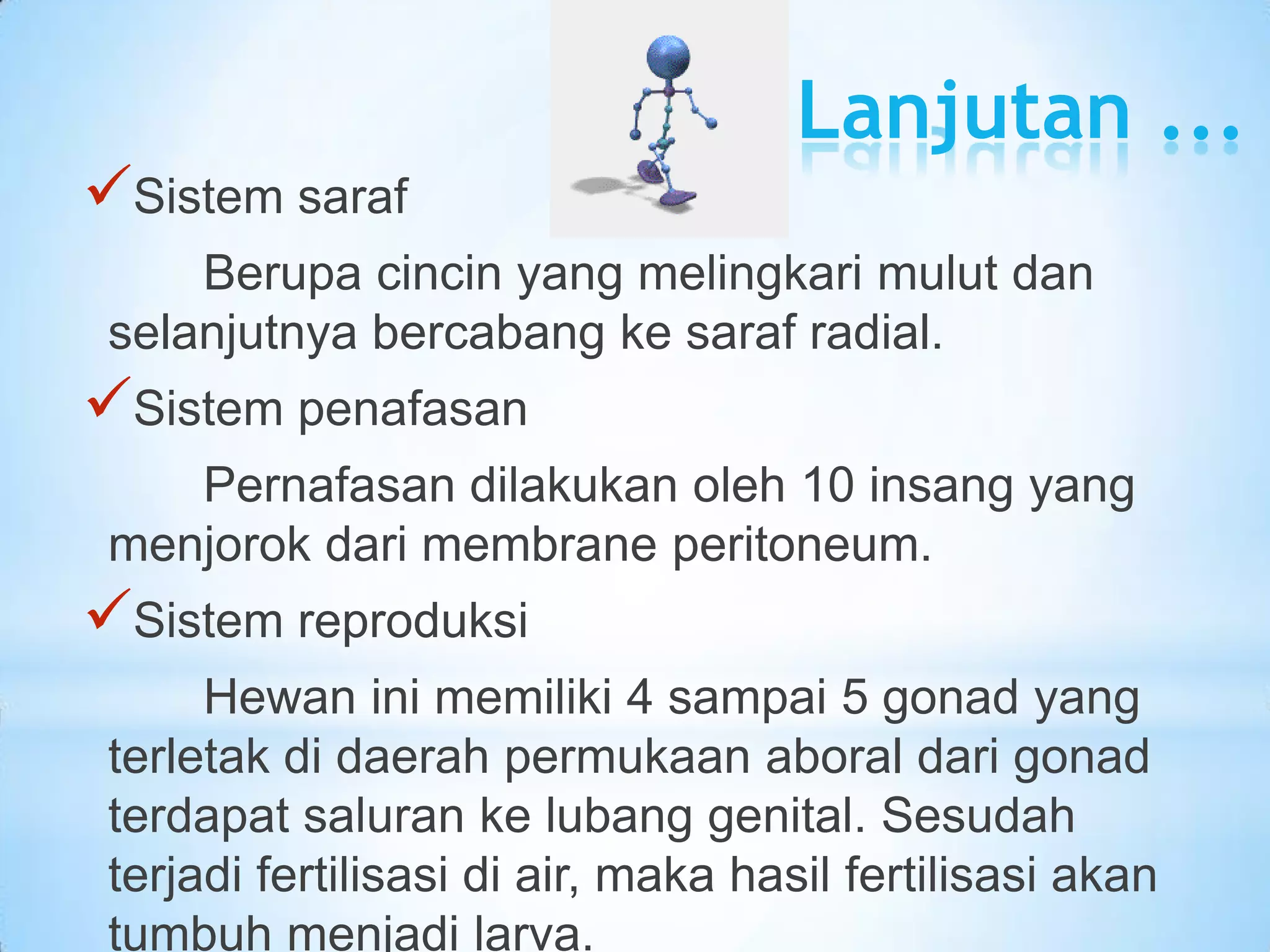 Lanjutan ...
Sistem saraf
     Berupa cincin yang melingkari mulut dan
 selanjutnya bercabang ke saraf radial.
Sistem penafasan
    Pernafasan dilakukan oleh 10 insang yang
 menjorok dari membrane peritoneum.
Sistem reproduksi
      Hewan ini memiliki 4 sampai 5 gonad yang
 terletak di daerah permukaan aboral dari gonad
 terdapat saluran ke lubang genital. Sesudah
 terjadi fertilisasi di air, maka hasil fertilisasi akan
 tumbuh menjadi larva.
 