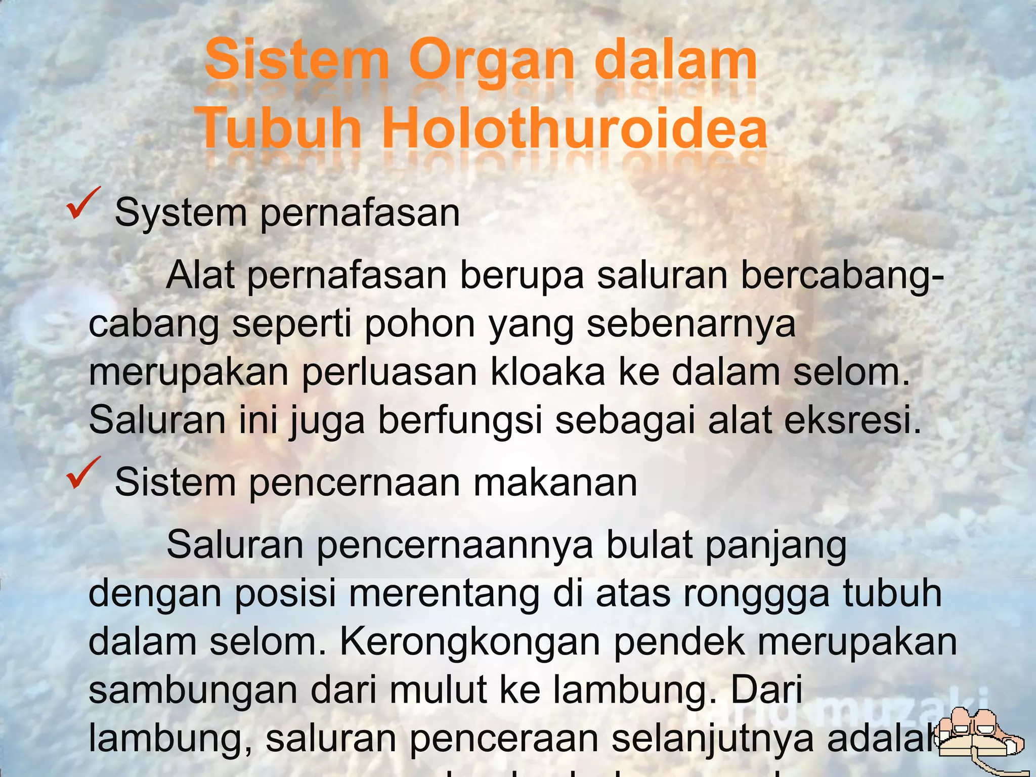 Sistem Organ dalam
      Tubuh Holothuroidea
 System pernafasan
     Alat pernafasan berupa saluran bercabang-
 cabang seperti pohon yang sebenarnya
 merupakan perluasan kloaka ke dalam selom.
 Saluran ini juga berfungsi sebagai alat eksresi.
 Sistem pencernaan makanan
     Saluran pencernaannya bulat panjang
 dengan posisi merentang di atas ronggga tubuh
 dalam selom. Kerongkongan pendek merupakan
 sambungan dari mulut ke lambung. Dari
 lambung, saluran penceraan selanjutnya adalah
 