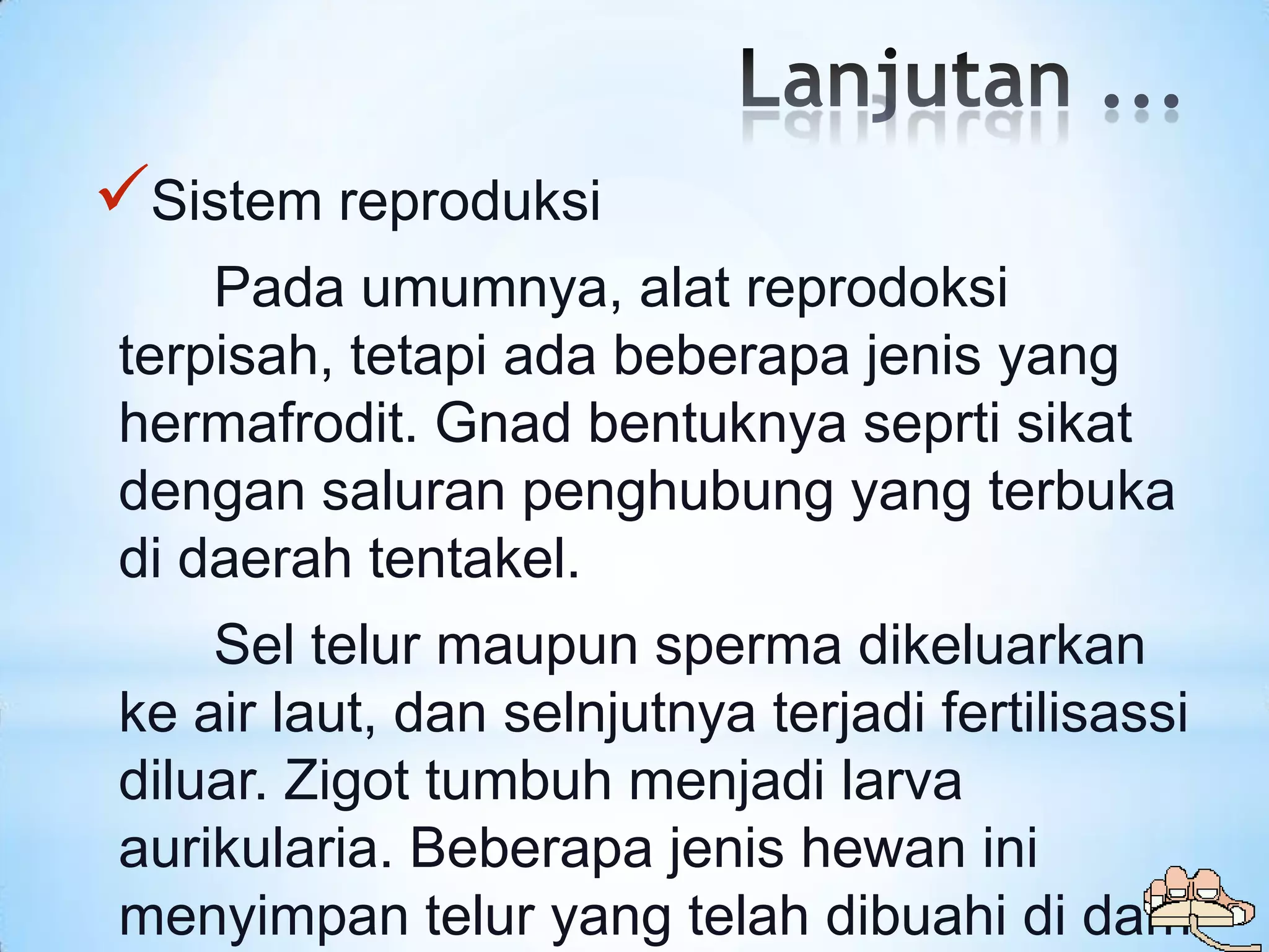 Sistem reproduksi
    Pada umumnya, alat reprodoksi
terpisah, tetapi ada beberapa jenis yang
hermafrodit. Gnad bentuknya seprti sikat
dengan saluran penghubung yang terbuka
di daerah tentakel.
    Sel telur maupun sperma dikeluarkan
ke air laut, dan selnjutnya terjadi fertilisassi
diluar. Zigot tumbuh menjadi larva
aurikularia. Beberapa jenis hewan ini
menyimpan telur yang telah dibuahi di dam
 