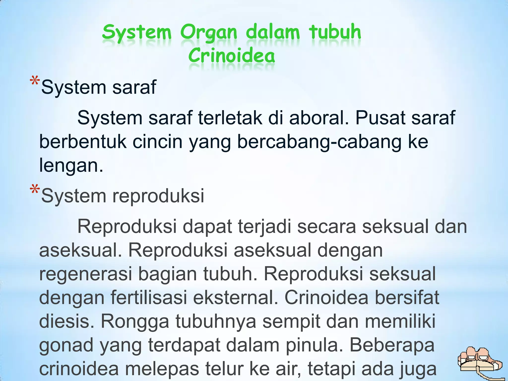 System Organ dalam tubuh
                Crinoidea
*System saraf
     System saraf terletak di aboral. Pusat saraf
 berbentuk cincin yang bercabang-cabang ke
 lengan.
*System reproduksi
      Reproduksi dapat terjadi secara seksual dan
 aseksual. Reproduksi aseksual dengan
 regenerasi bagian tubuh. Reproduksi seksual
 dengan fertilisasi eksternal. Crinoidea bersifat
 diesis. Rongga tubuhnya sempit dan memiliki
 gonad yang terdapat dalam pinula. Beberapa
 crinoidea melepas telur ke air, tetapi ada juga
 