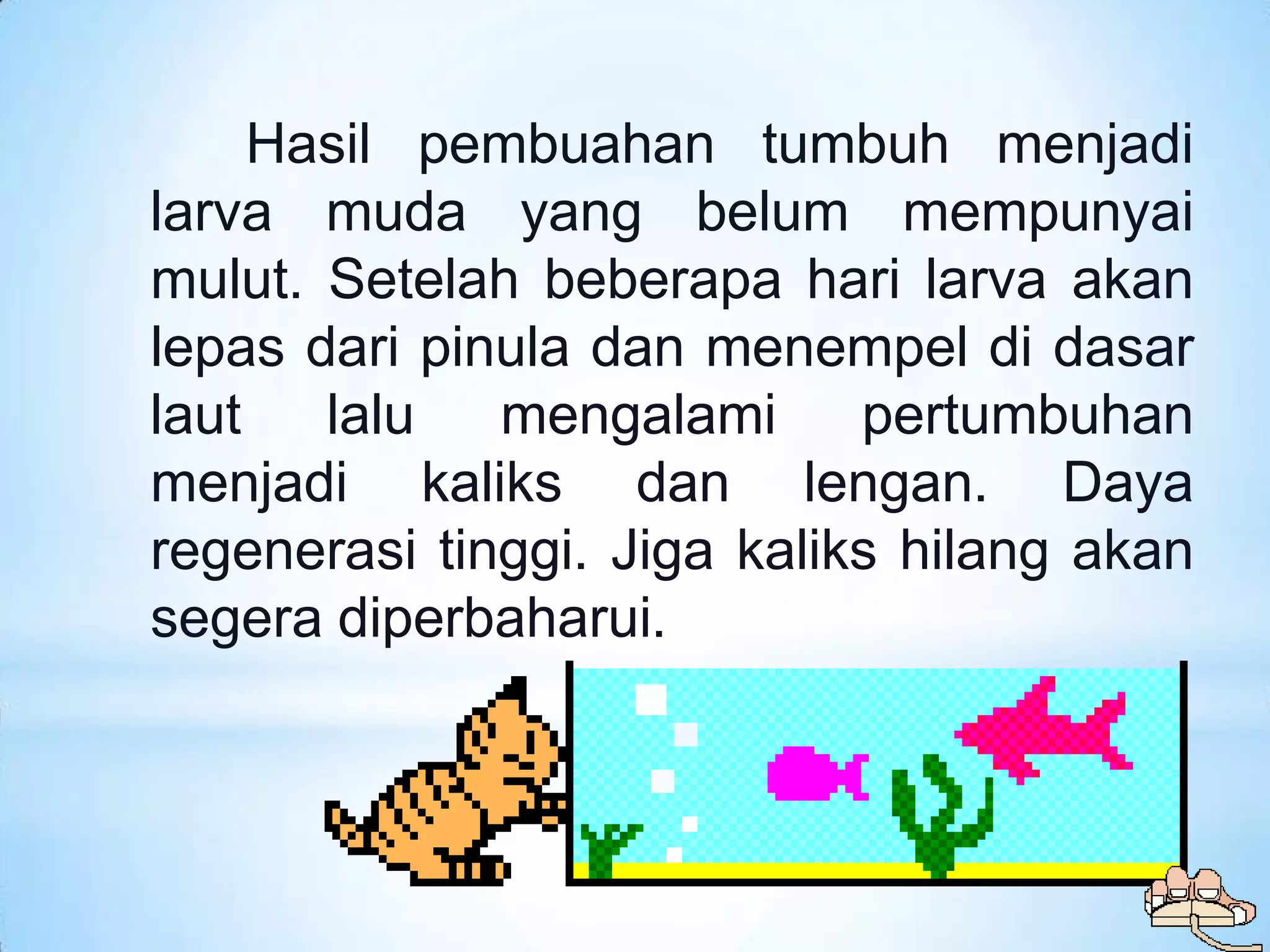 Hasil pembuahan tumbuh menjadi
larva muda yang belum mempunyai
mulut. Setelah beberapa hari larva akan
lepas dari pinula dan menempel di dasar
laut   lalu   mengalami      pertumbuhan
menjadi kaliks dan lengan. Daya
regenerasi tinggi. Jiga kaliks hilang akan
segera diperbaharui.
 
