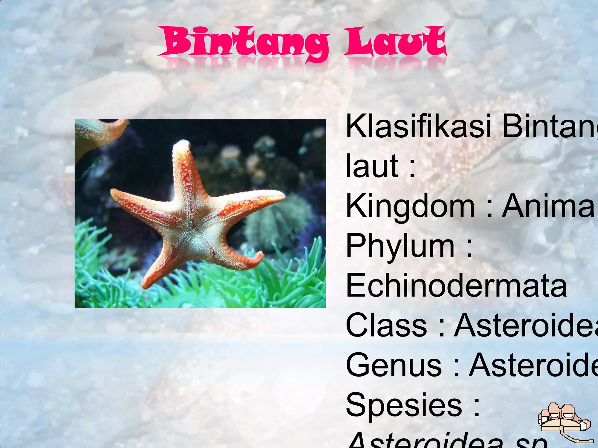 Bintang Laut

       Klasifikasi Bintang
       laut :
       Kingdom : Animal
       Phylum :
       Echinodermata
       Class : Asteroidea
       Genus : Asteroide
       Spesies :
 