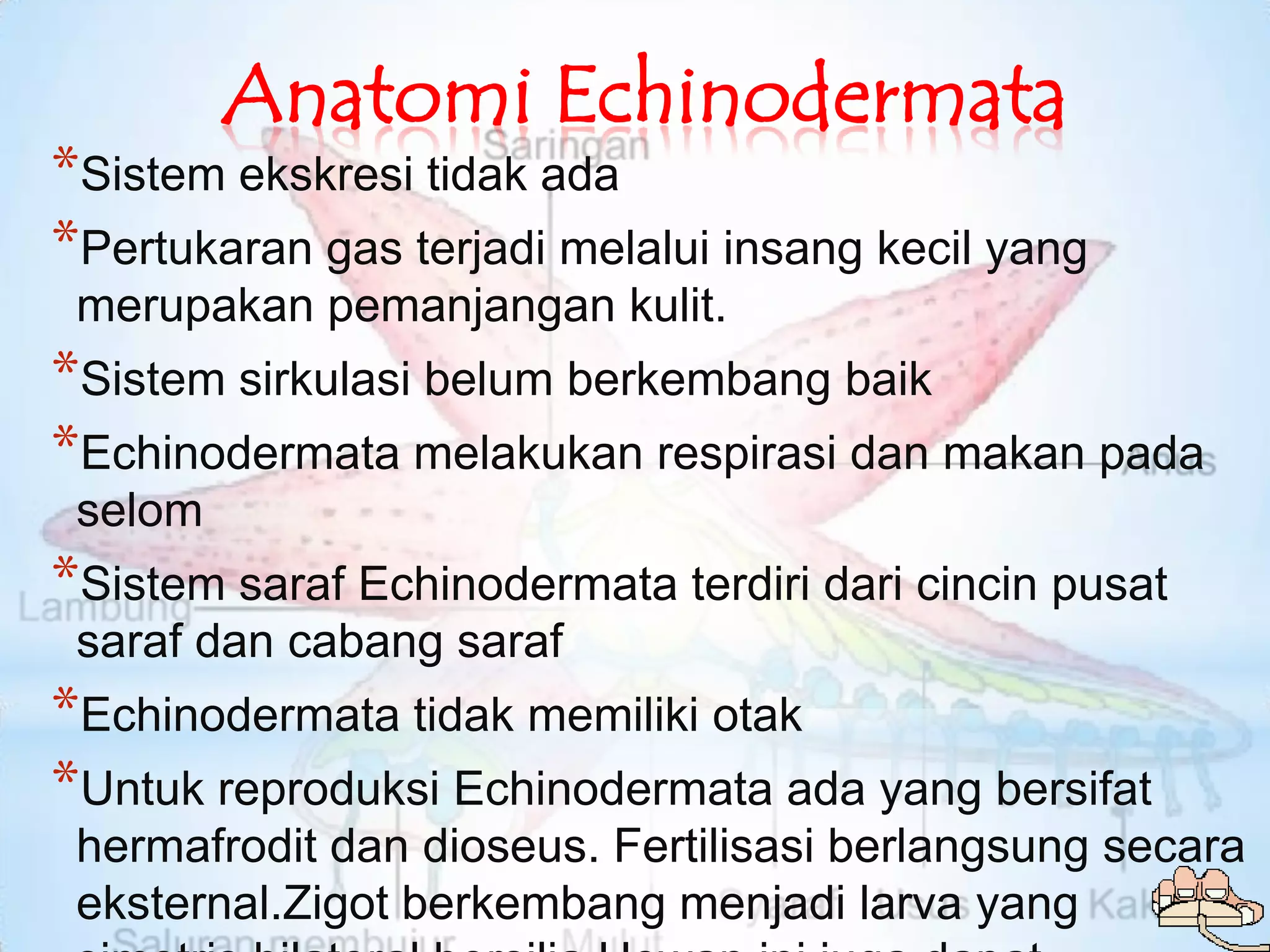 Anatomi Echinodermata
*Sistem ekskresi tidak ada
*Pertukaran gas terjadi melalui insang kecil yang
 merupakan pemanjangan kulit.
*Sistem sirkulasi belum berkembang baik
*Echinodermata melakukan respirasi dan makan pada
 selom
*Sistem saraf Echinodermata terdiri dari cincin pusat
 saraf dan cabang saraf
*Echinodermata tidak memiliki otak
*Untuk reproduksi Echinodermata ada yang bersifat
 hermafrodit dan dioseus. Fertilisasi berlangsung secara
 eksternal.Zigot berkembang menjadi larva yang
 