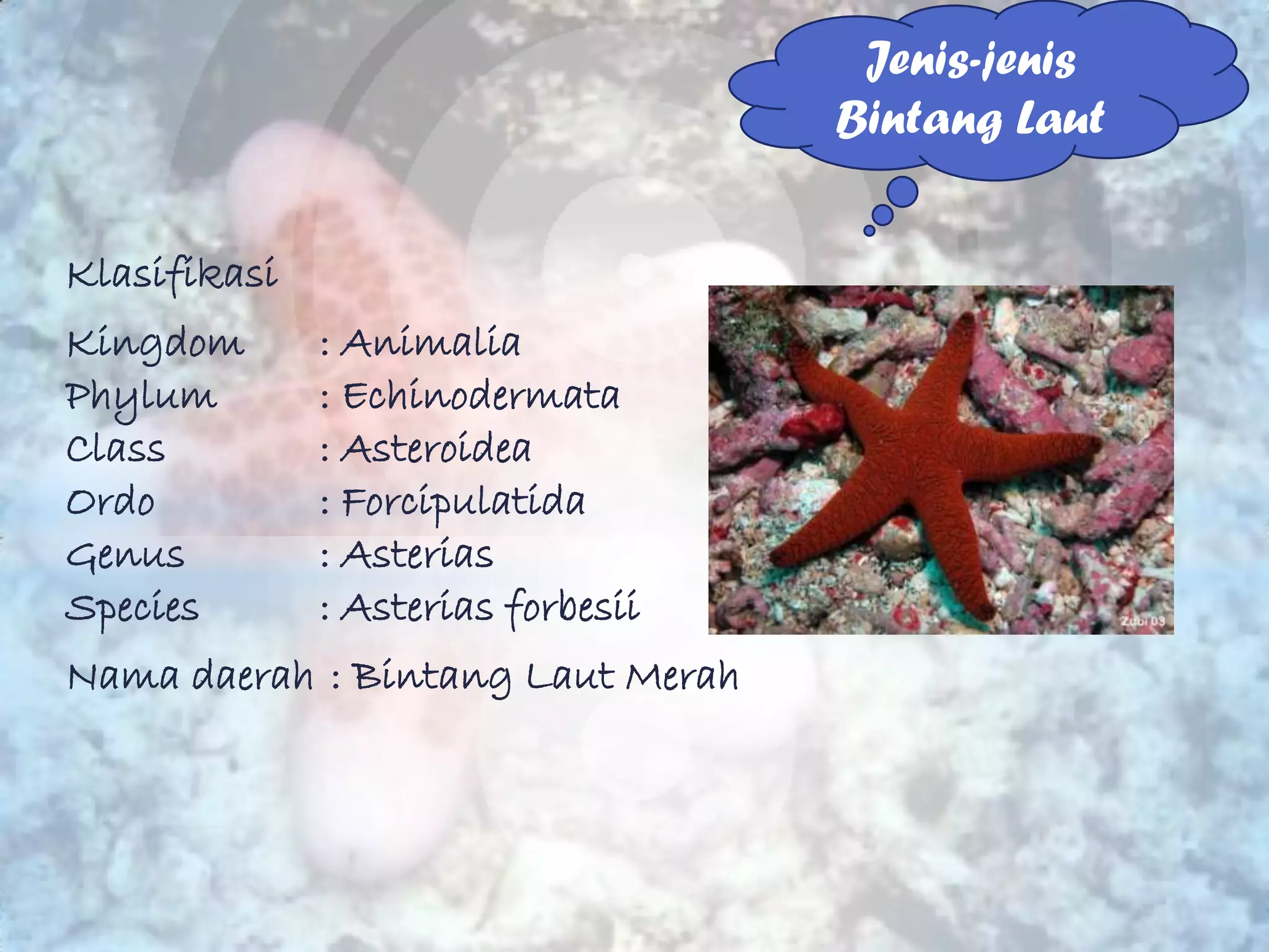 Jenis-jenis
                                    Bintang Laut


Klasifikasi
Kingdom       : Animalia
Phylum        : Echinodermata
Class         : Asteroidea
Ordo          : Forcipulatida
Genus         : Asterias
Species       : Asterias forbesii
Nama daerah : Bintang Laut Merah
 