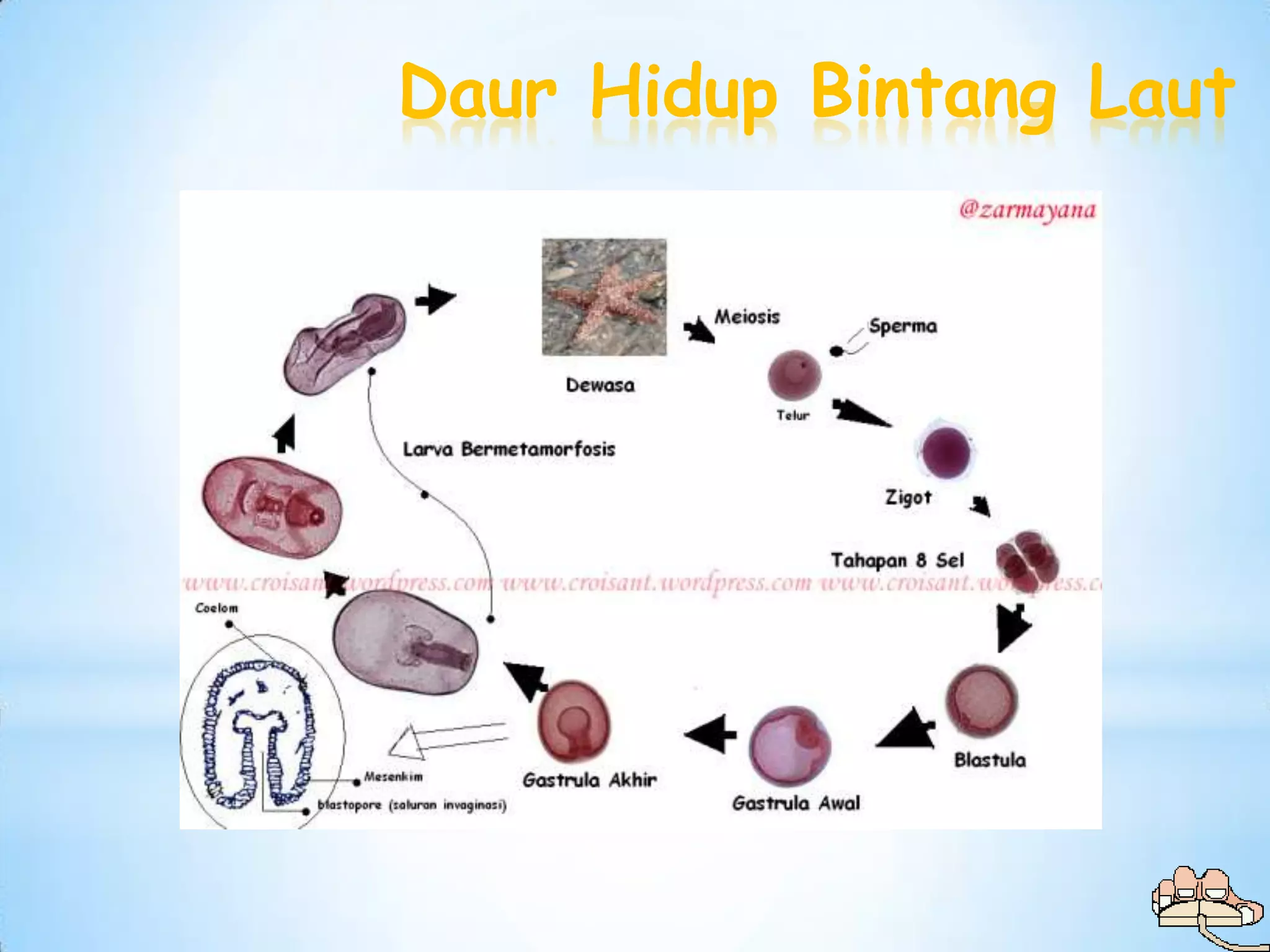 Daur Hidup Bintang Laut
 