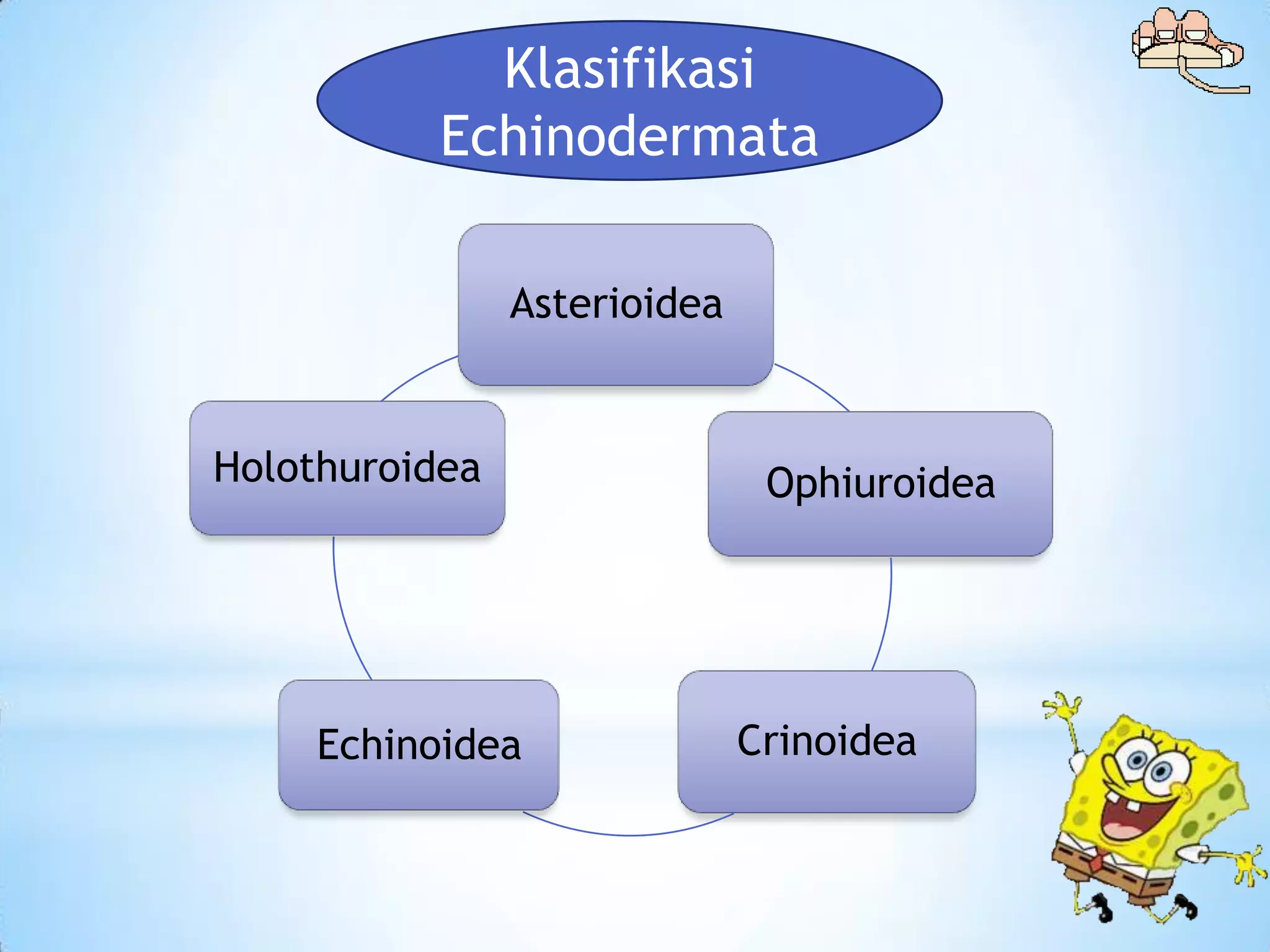 Klasifikasi
          Echinodermata

                Asterioidea


Holothuroidea                  Ophiuroidea




     Echinoidea               Crinoidea
 