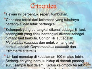 Crinoidea
*Hewan ini berbentuk seperti tumbuhan.
*Crinoidea terdiri dari kelompok yang tubuhnya
 bertangkai dan tidak bert...