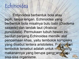 Echinoidea
      Echinoidea berbentuk bola atau
pipih, tanpa lengan. Echinoidea yang
berbentuk bola misalnya bulu babi (Di...