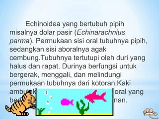 Echinoidea yang bertubuh pipih
misalnya dolar pasir (Echinarachnius
parma). Permukaan sisi oral tubuhnya pipih,
sedangkan ...