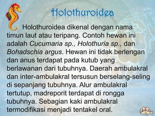 Holothuroidea
      Holothuroidea dikenal dengan nama
timun laut atau teripang. Contoh hewan ini
adalah Cucumaria sp., Hol...