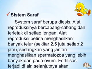Sistem Saraf
    System saraf berupa diesis. Alat
reproduksinya bercabang-cabang dan
terletak di setiap lengan. Alat
repr...