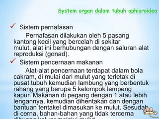 System organ dalam tubuh ophiuroidea


   Sistem pernafasan
      Pernafasan dilakukan oleh 5 pasang
 kantong kecil yang ...