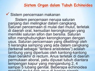 Sistem Organ dalam Tubuh Echinoidea

 Sistem pencernaan makanan
      Sistem pencernaan nerupa saluran
 panjang dan melin...