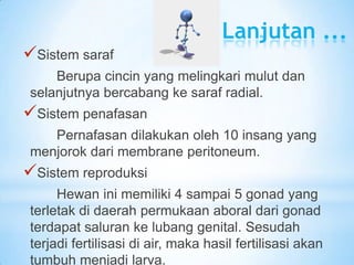 Lanjutan ...
Sistem saraf
     Berupa cincin yang melingkari mulut dan
 selanjutnya bercabang ke saraf radial.
Sistem pe...